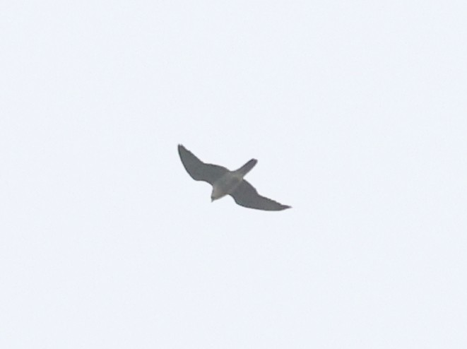 Peregrine Falcon - ML643498101