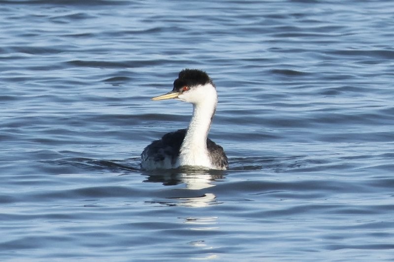 Western Grebe - ML643498103