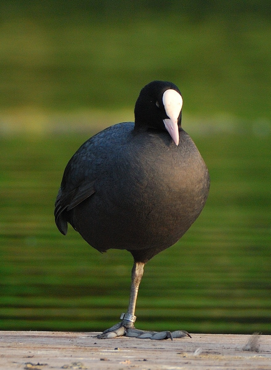Eurasian Coot - ML643498105