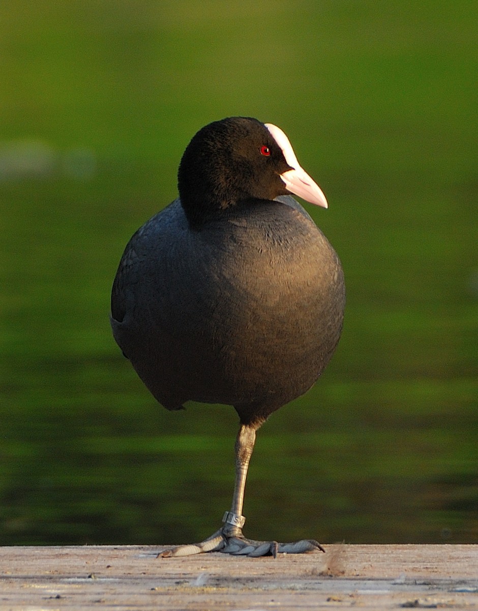 Eurasian Coot - ML643498106