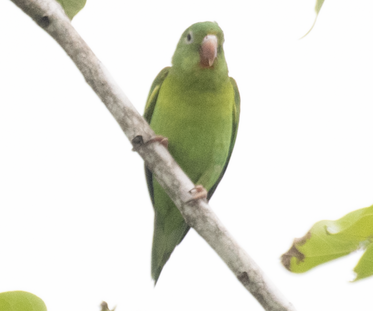 Orange-chinned Parakeet - ML643498107