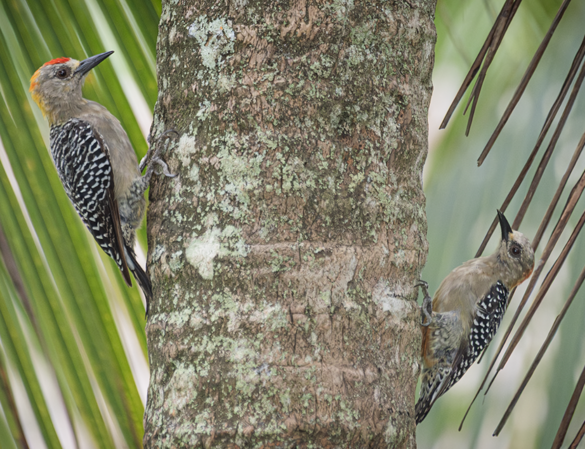 Hoffmann's Woodpecker - ML643498108