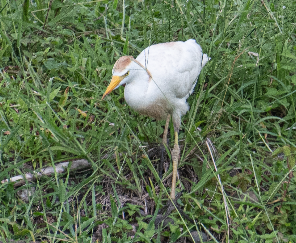 Western Cattle-Egret - ML643498109