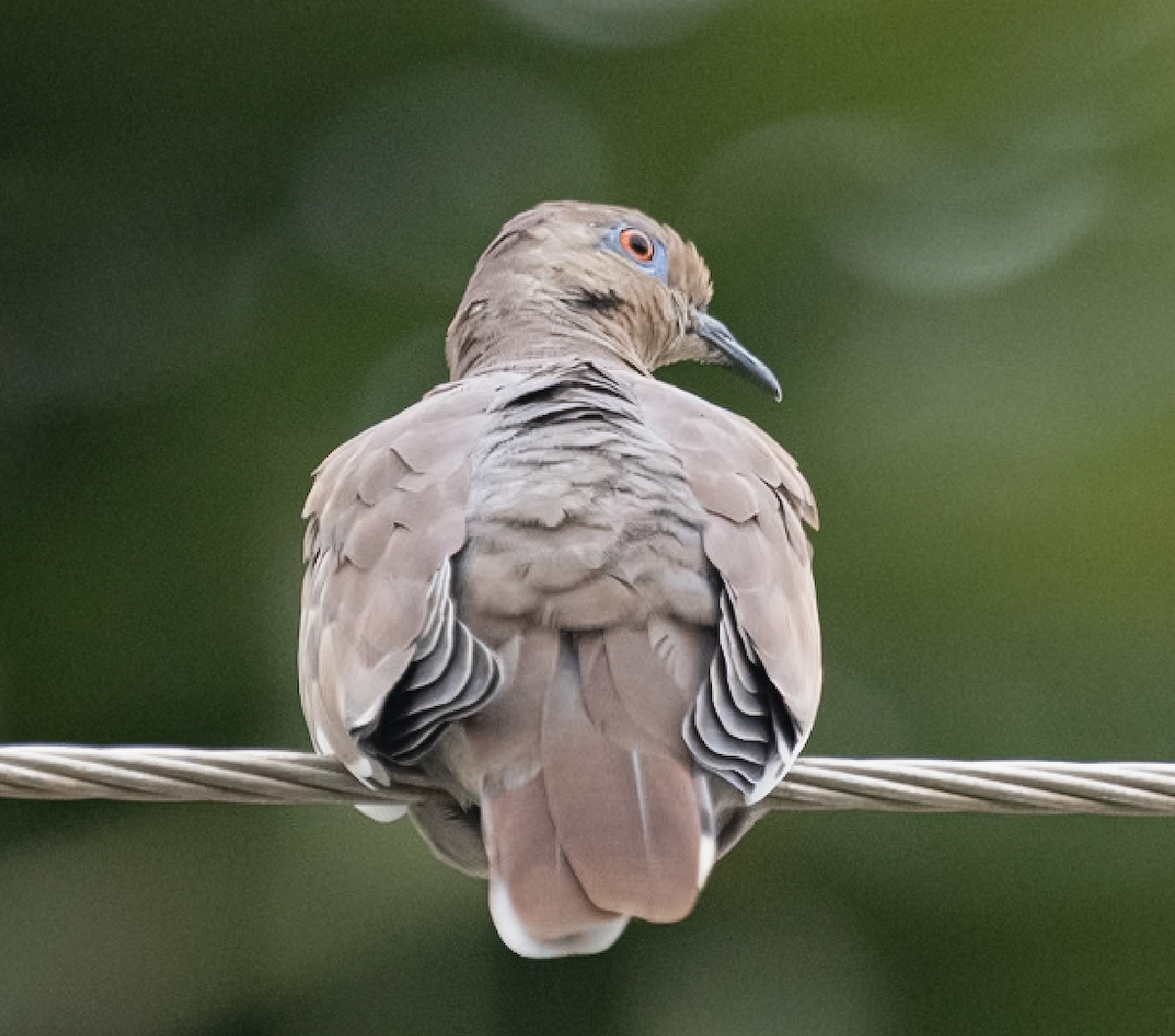 White-winged Dove - ML643498110