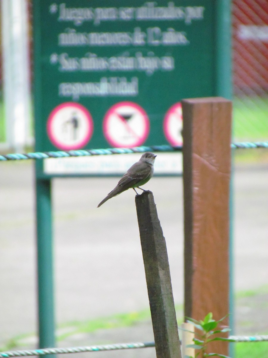 Olive-sided Flycatcher - ML643498111