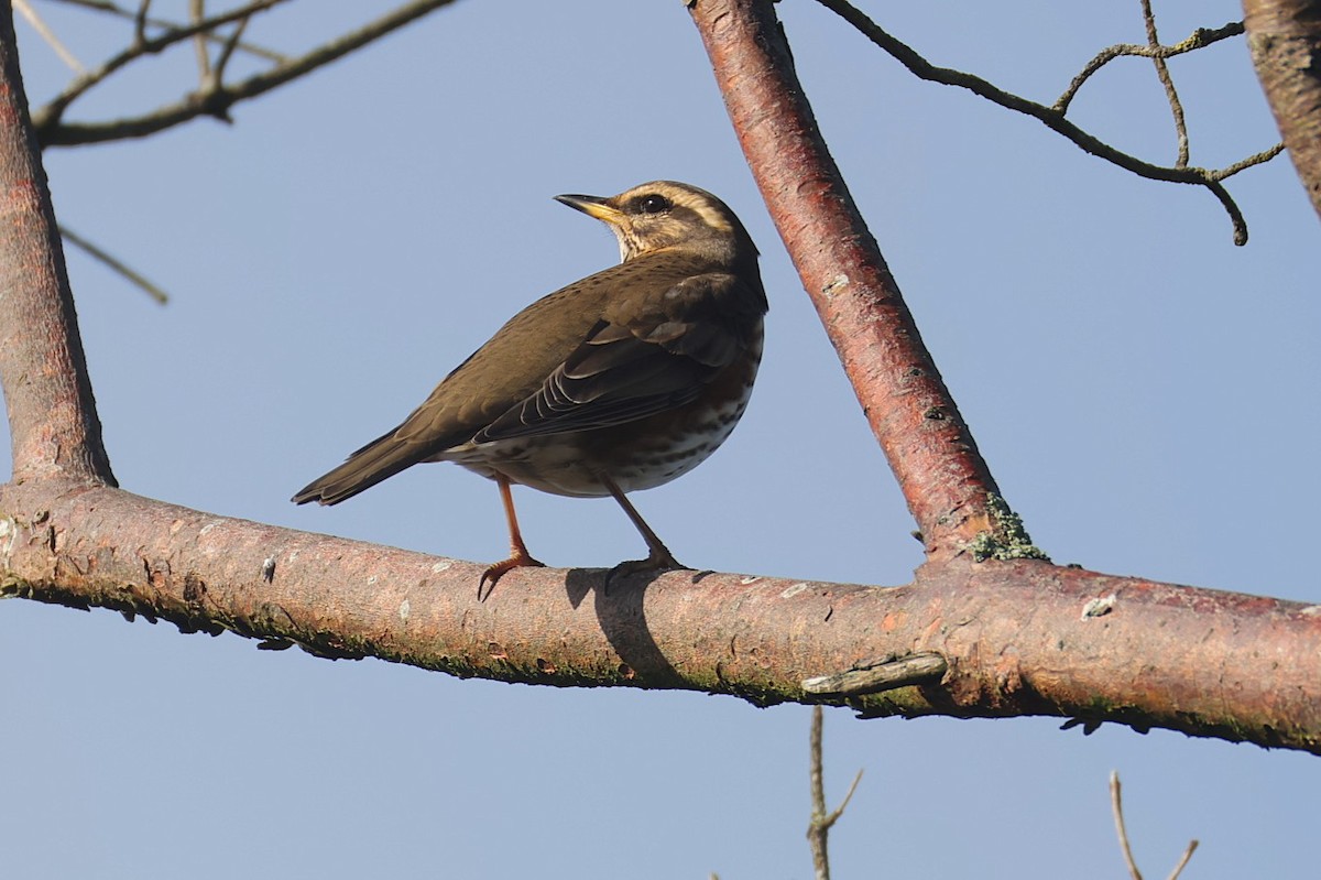Redwing - ML643498112