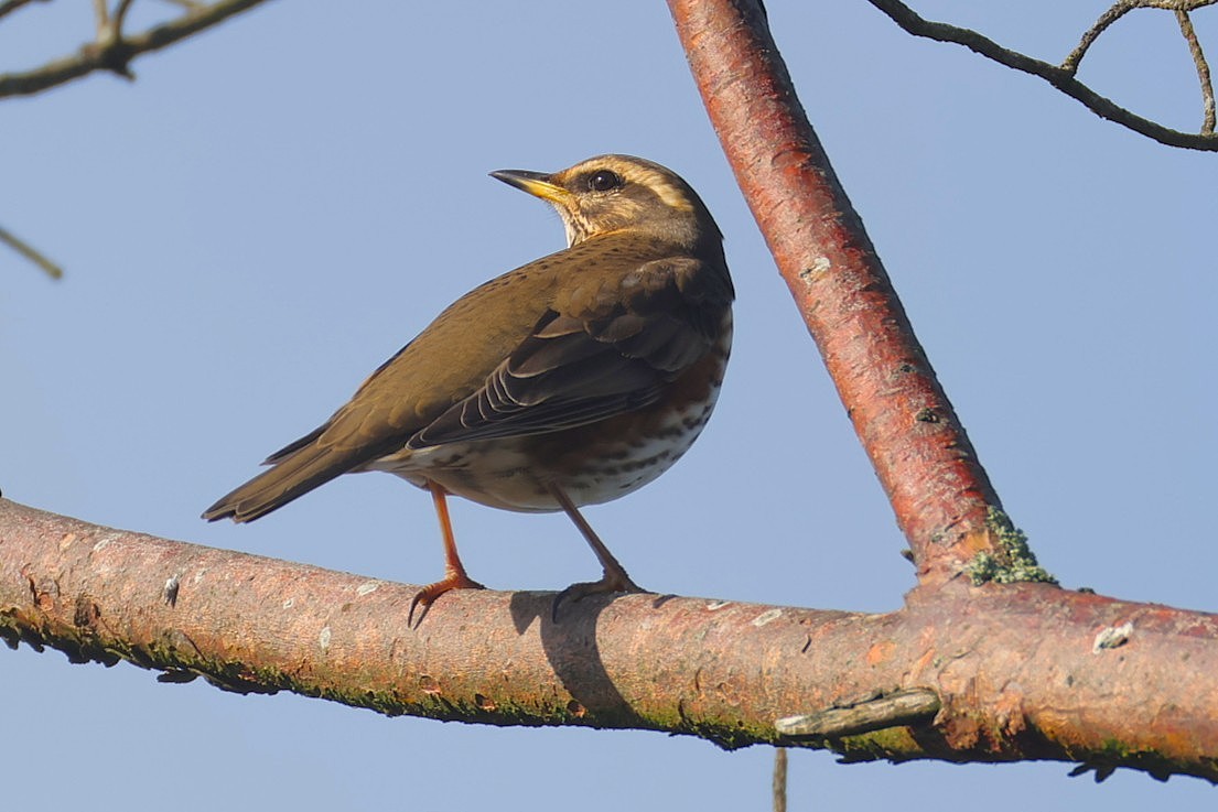 Redwing - ML643498113