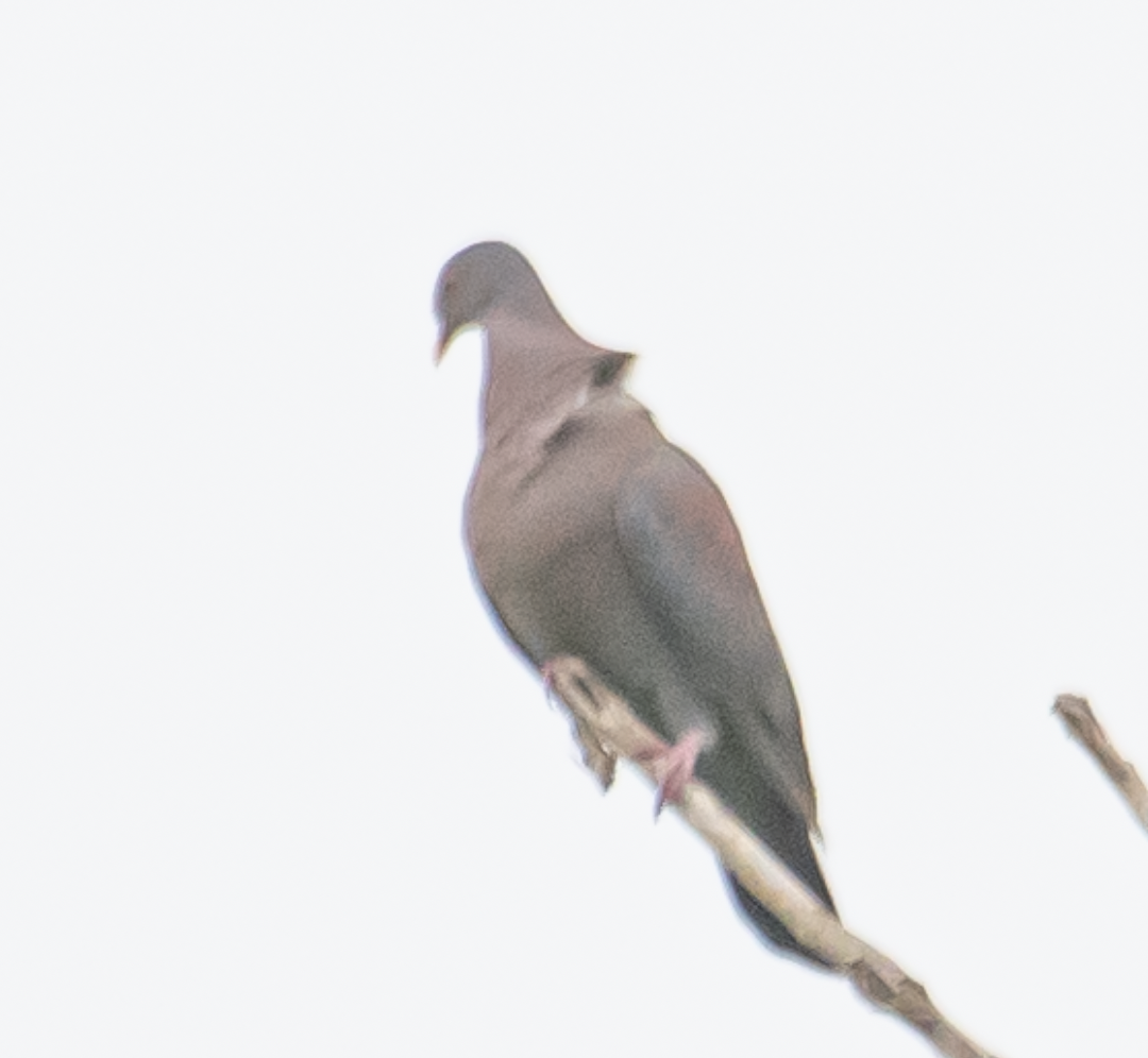 Red-billed Pigeon - ML643498114