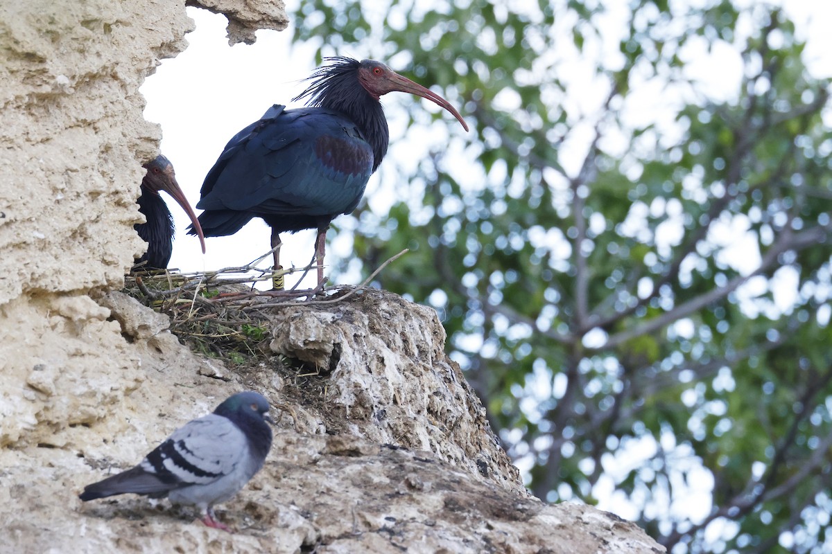 Rock Pigeon (Feral Pigeon) - ML643498115