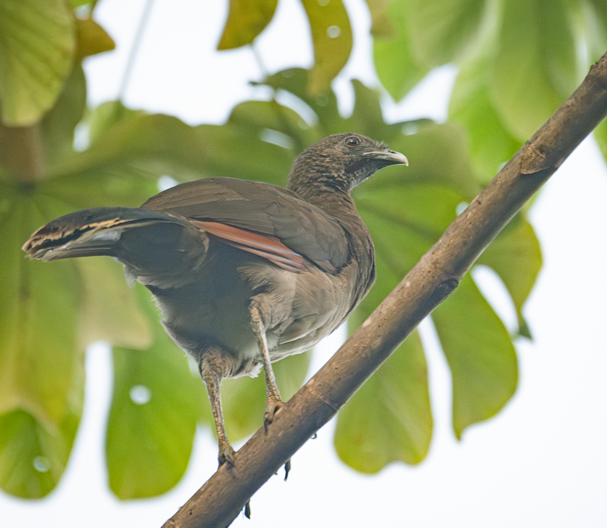 Gray-headed Chachalaca - ML643498116