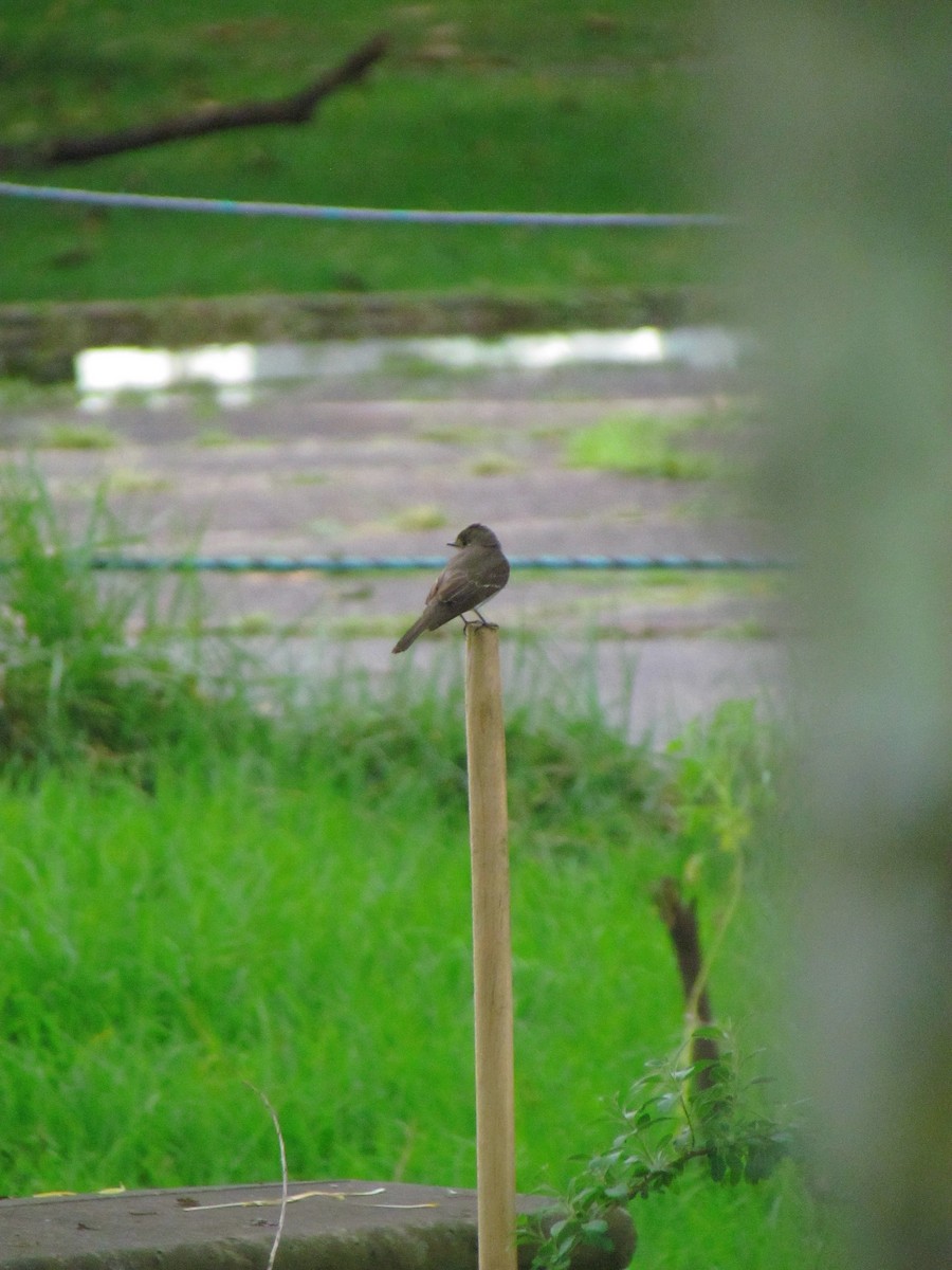 Olive-sided Flycatcher - ML643498117