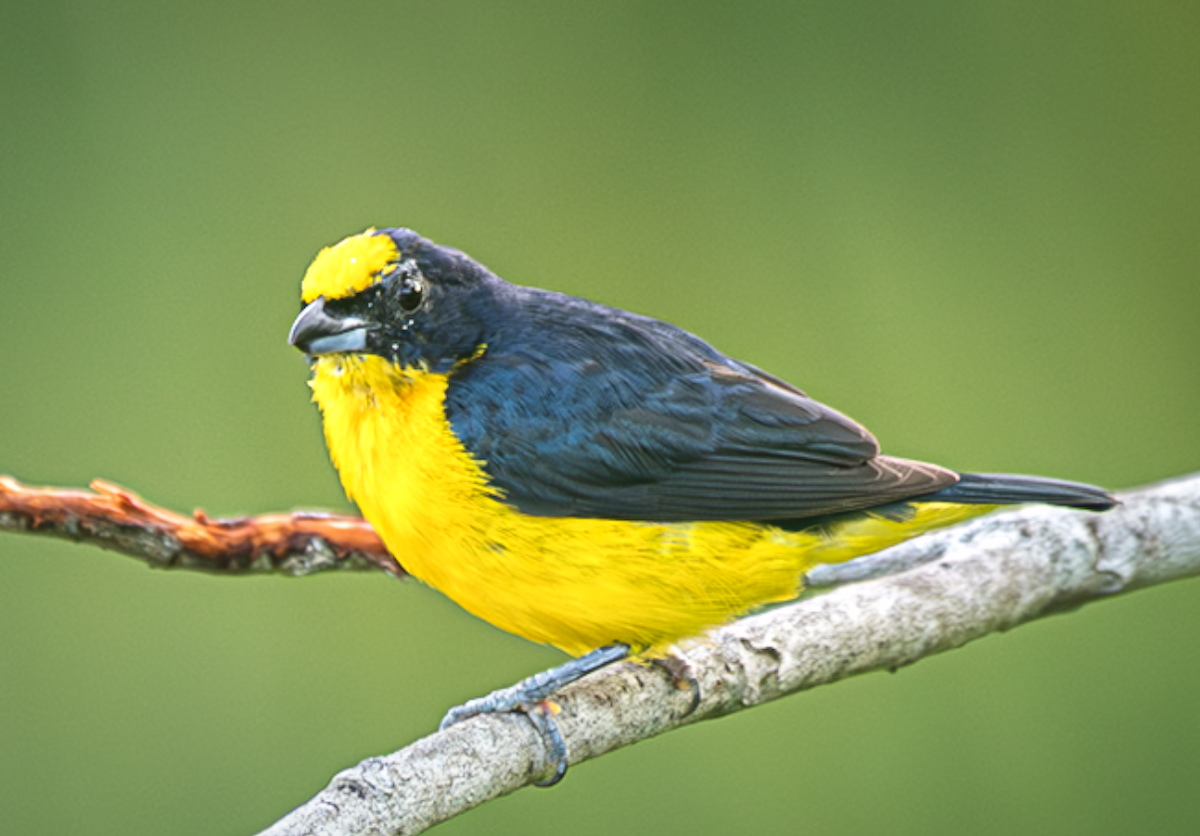 Thick-billed Euphonia - ML643498118