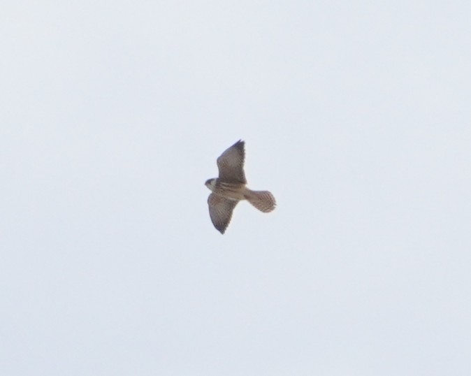 poštolka rudonohá - ML643498120