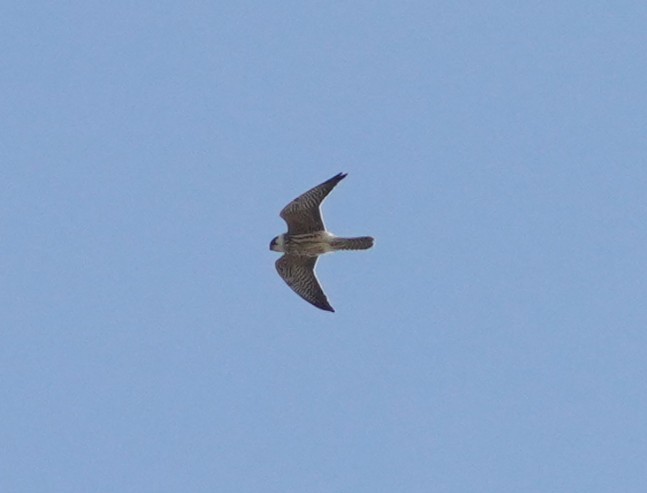 poštolka rudonohá - ML643498121