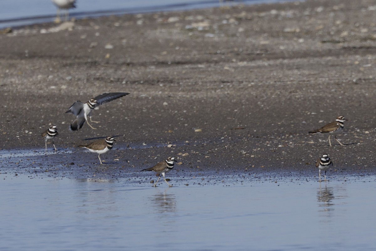 Killdeer - ML643498122