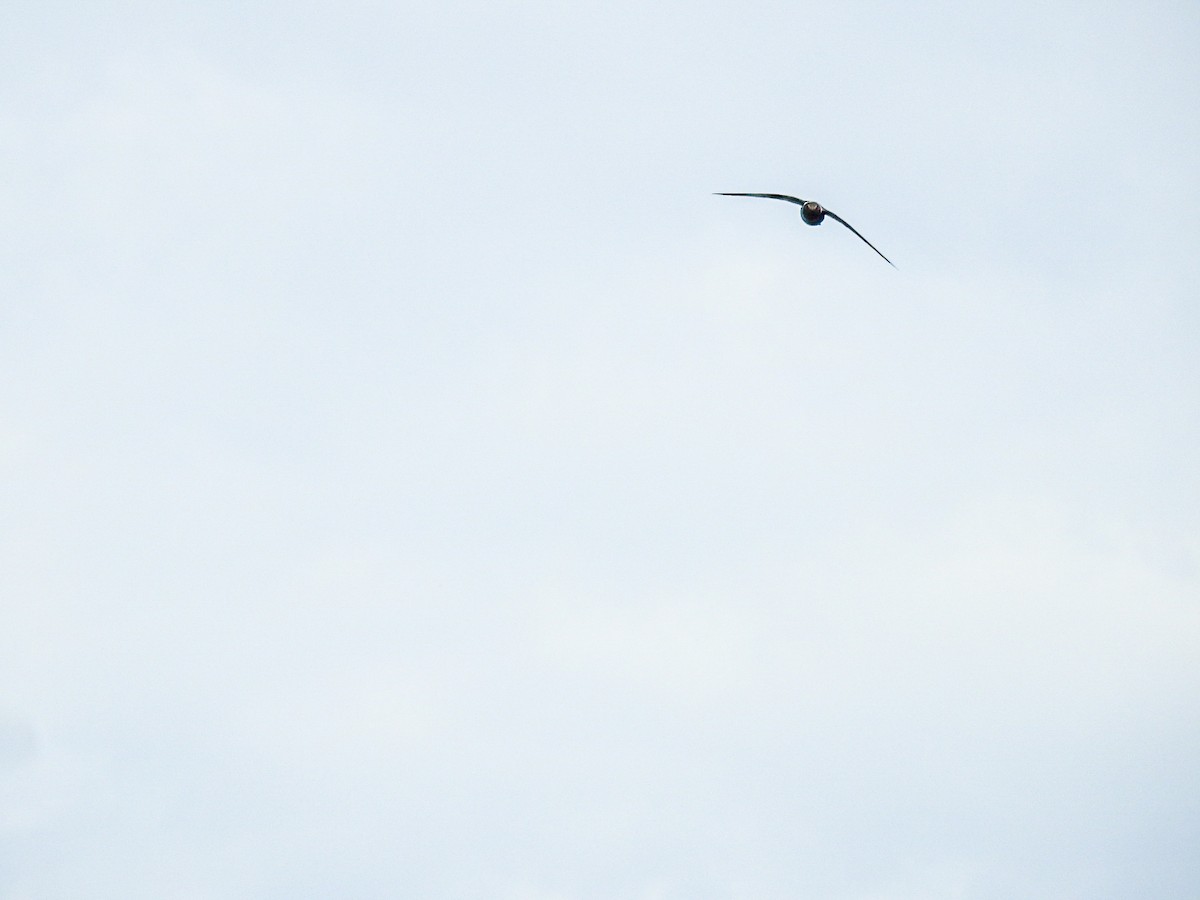 White-collared Swift - ML643498123