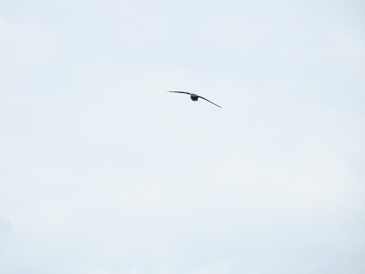 White-collared Swift - ML643498124