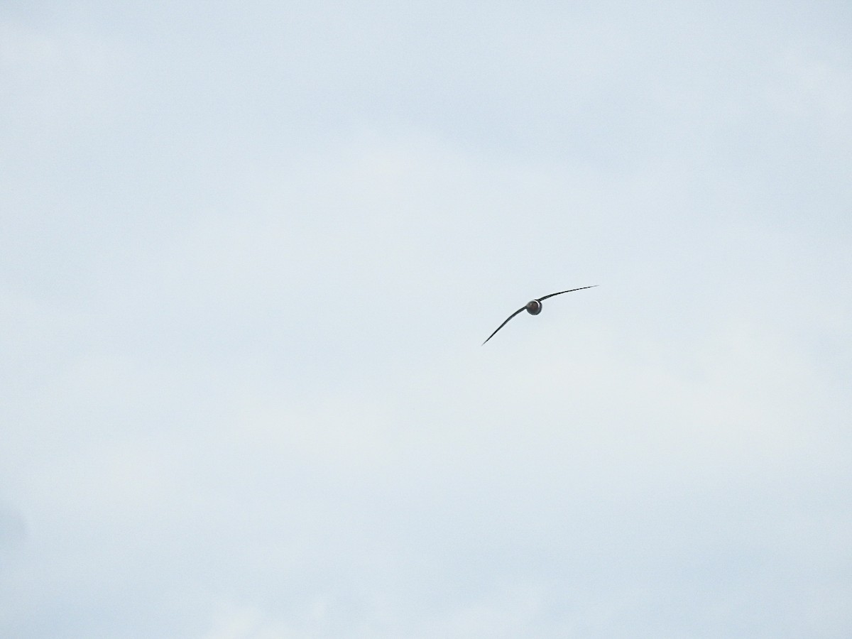 White-collared Swift - ML643498125
