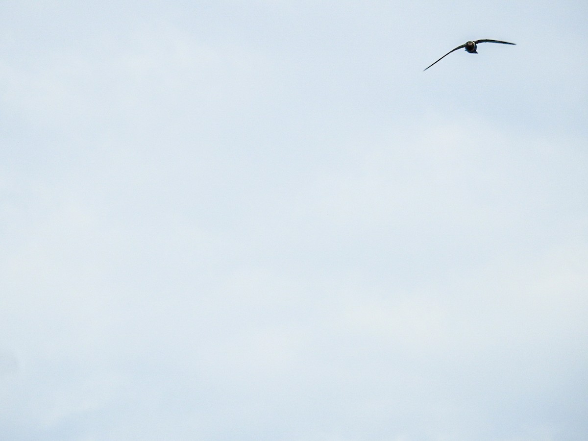 White-collared Swift - ML643498126