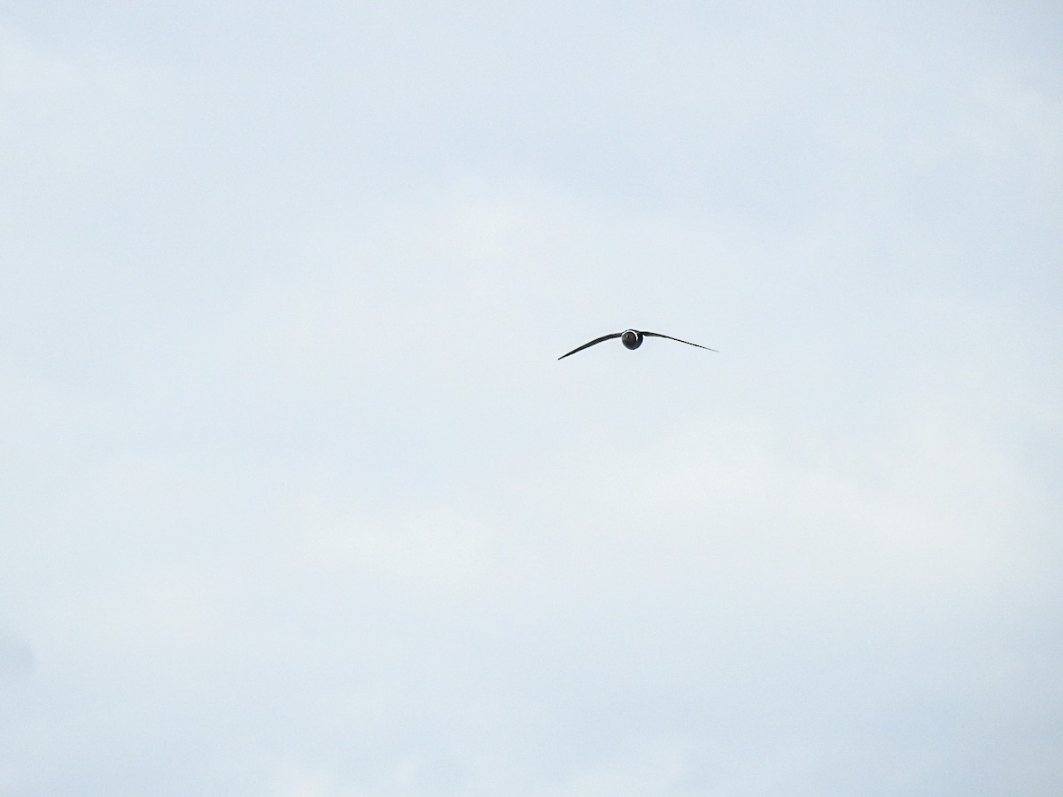 White-collared Swift - ML643498127