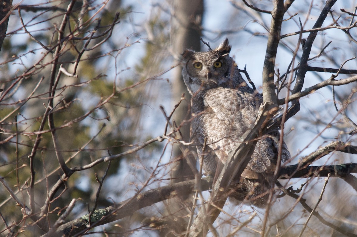 Great Horned Owl - ML643498128
