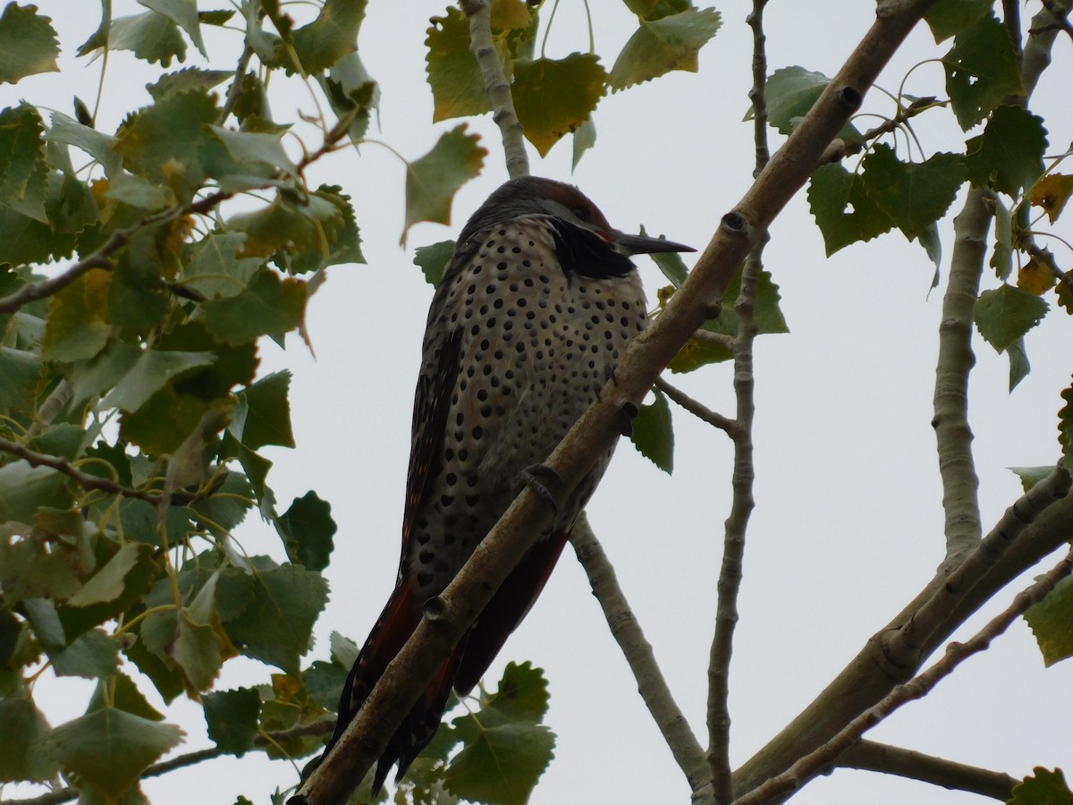 Northern Flicker - ML643498129
