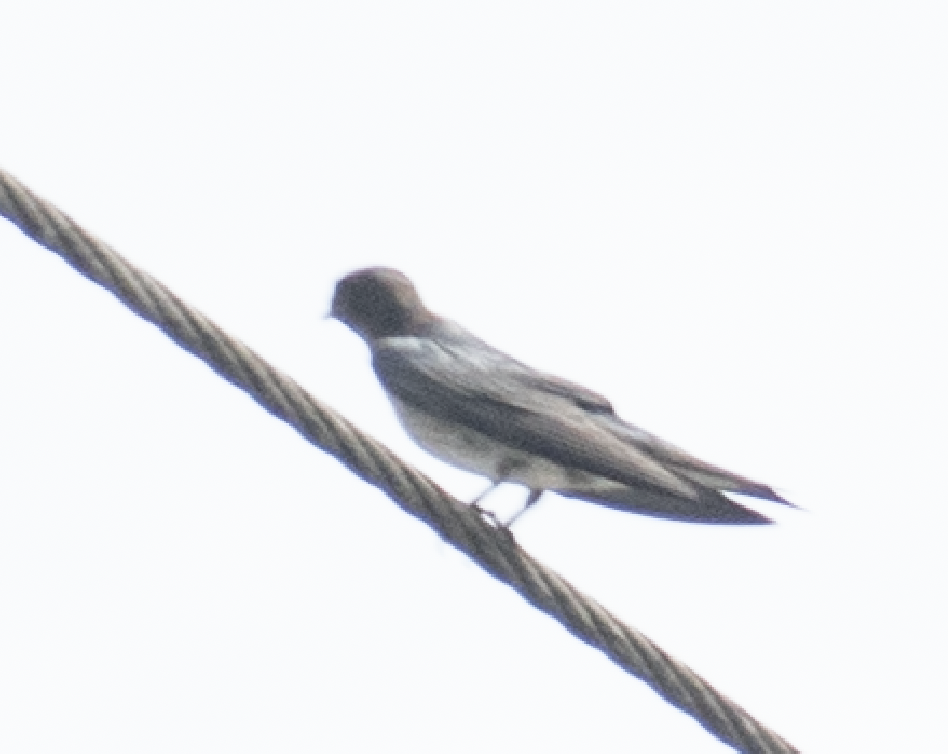 Southern Rough-winged Swallow - ML643498131