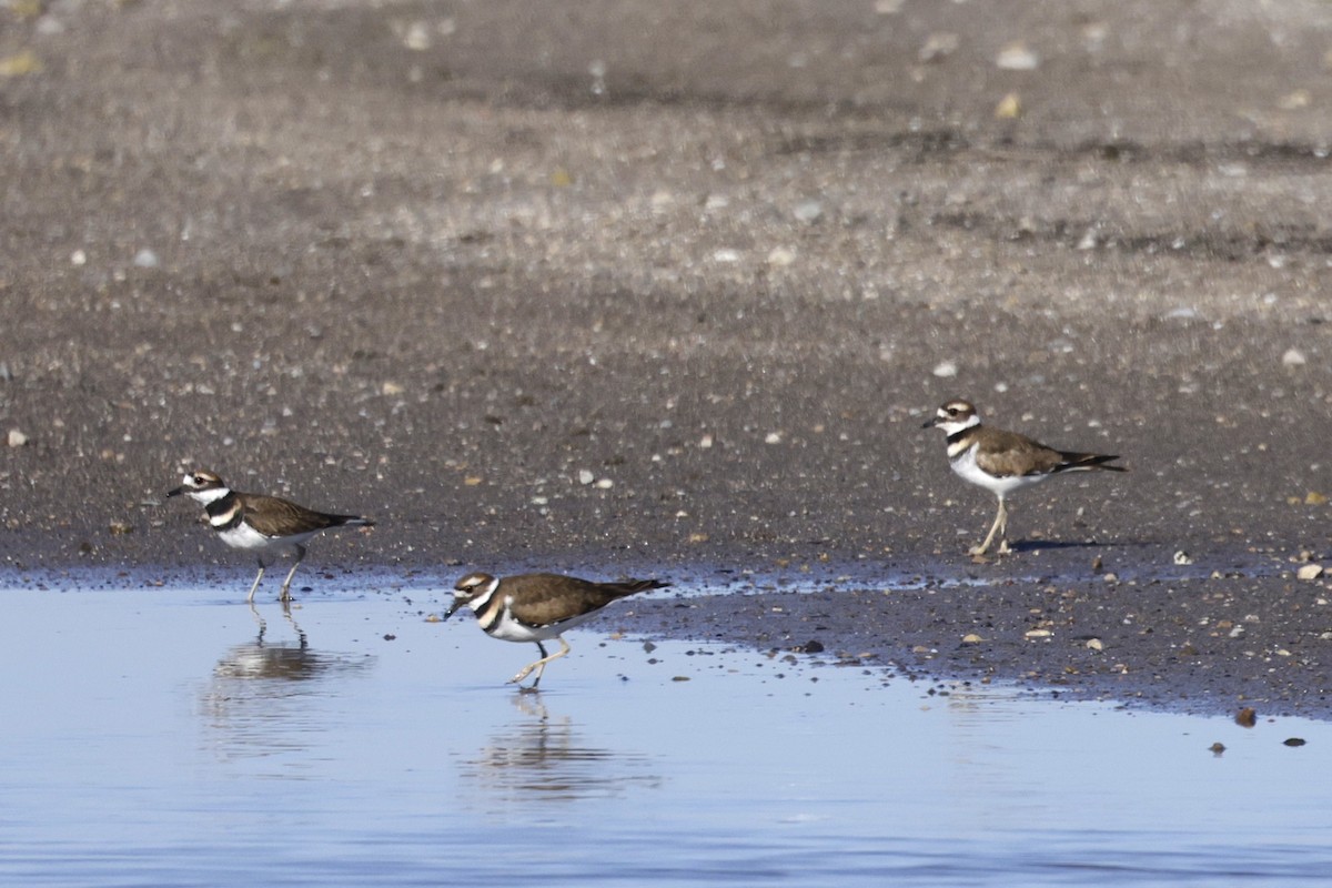Killdeer - ML643498132