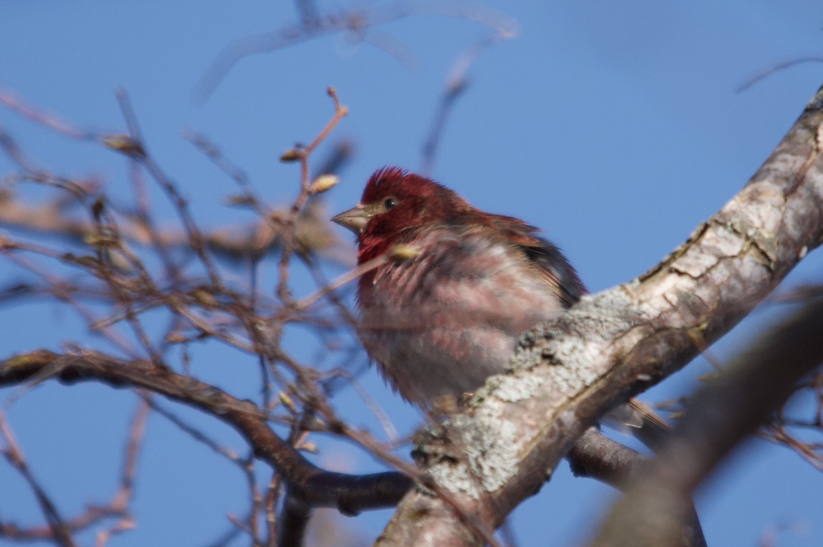 Purple Finch - ML643498133