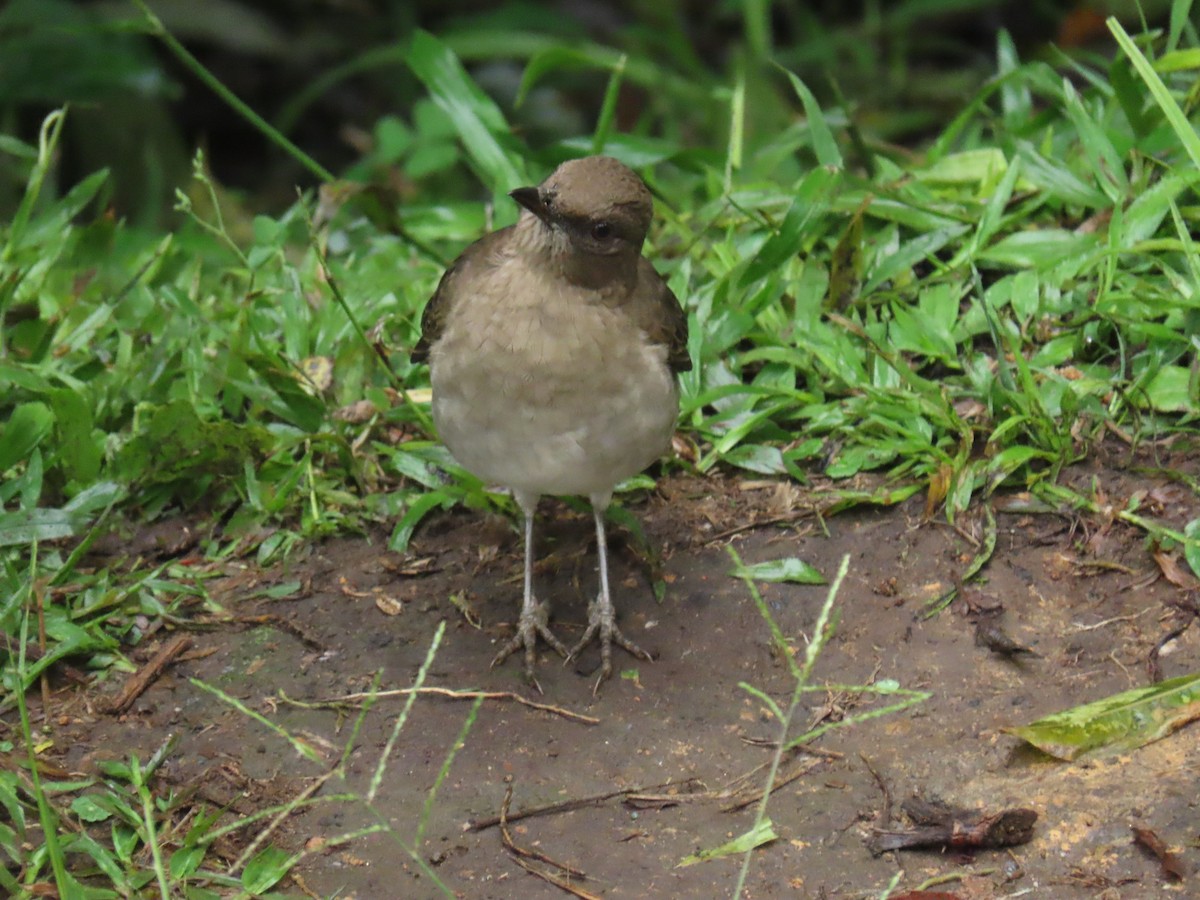 Black-billed Thrush - ML643498140