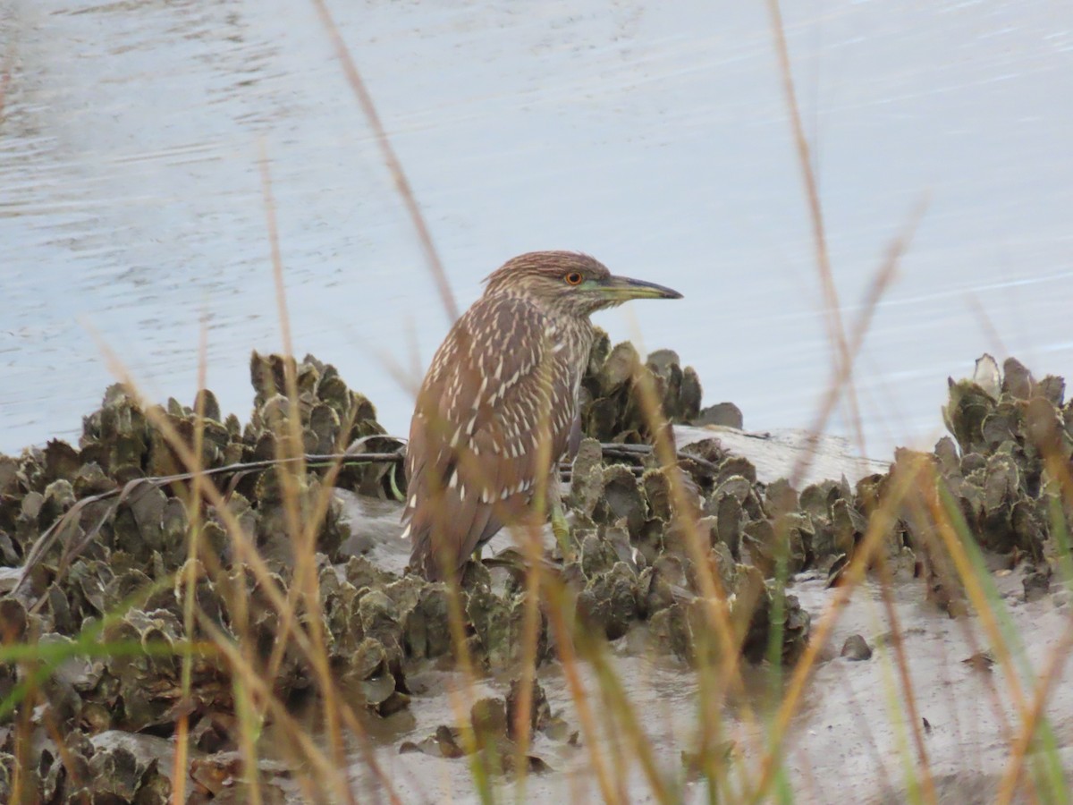 Black-crowned Night Heron - ML643498175