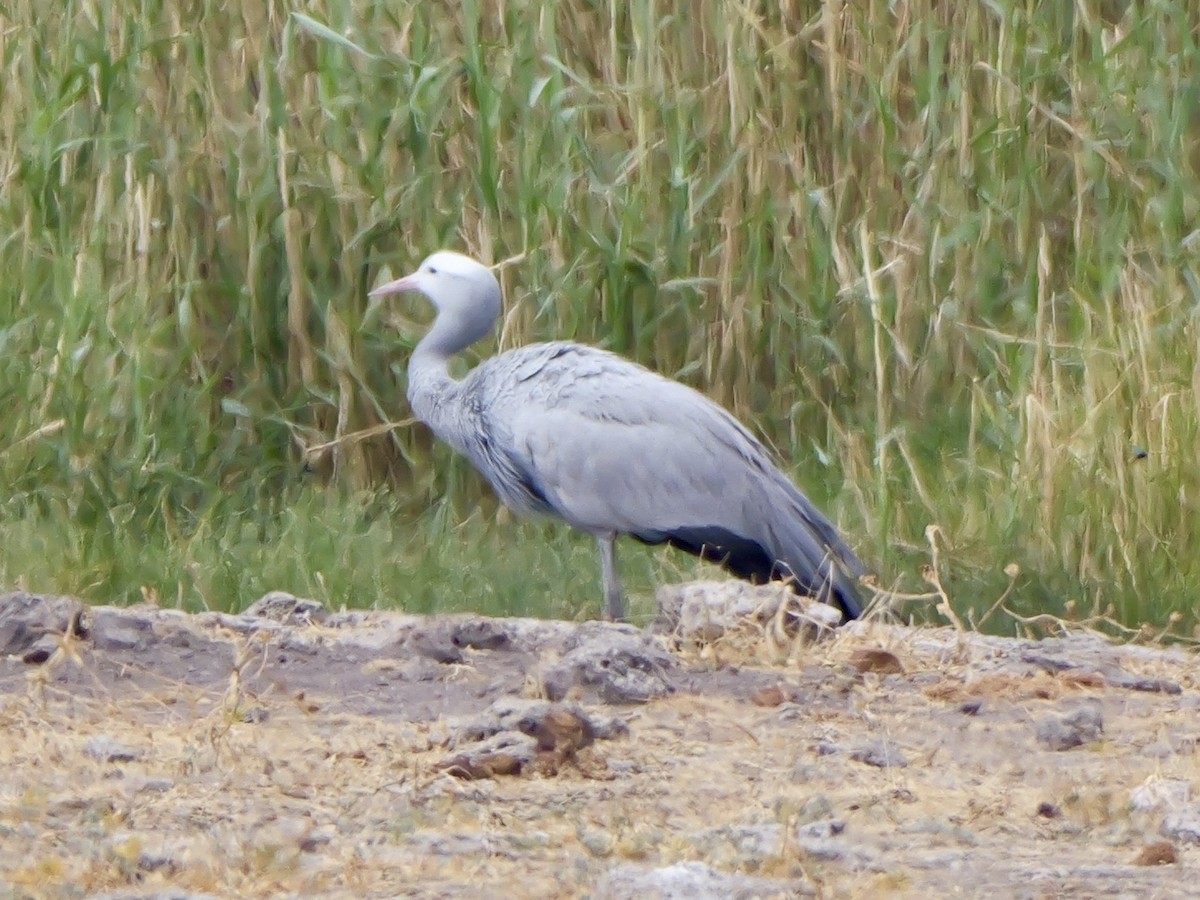 Blue Crane - ML643498177