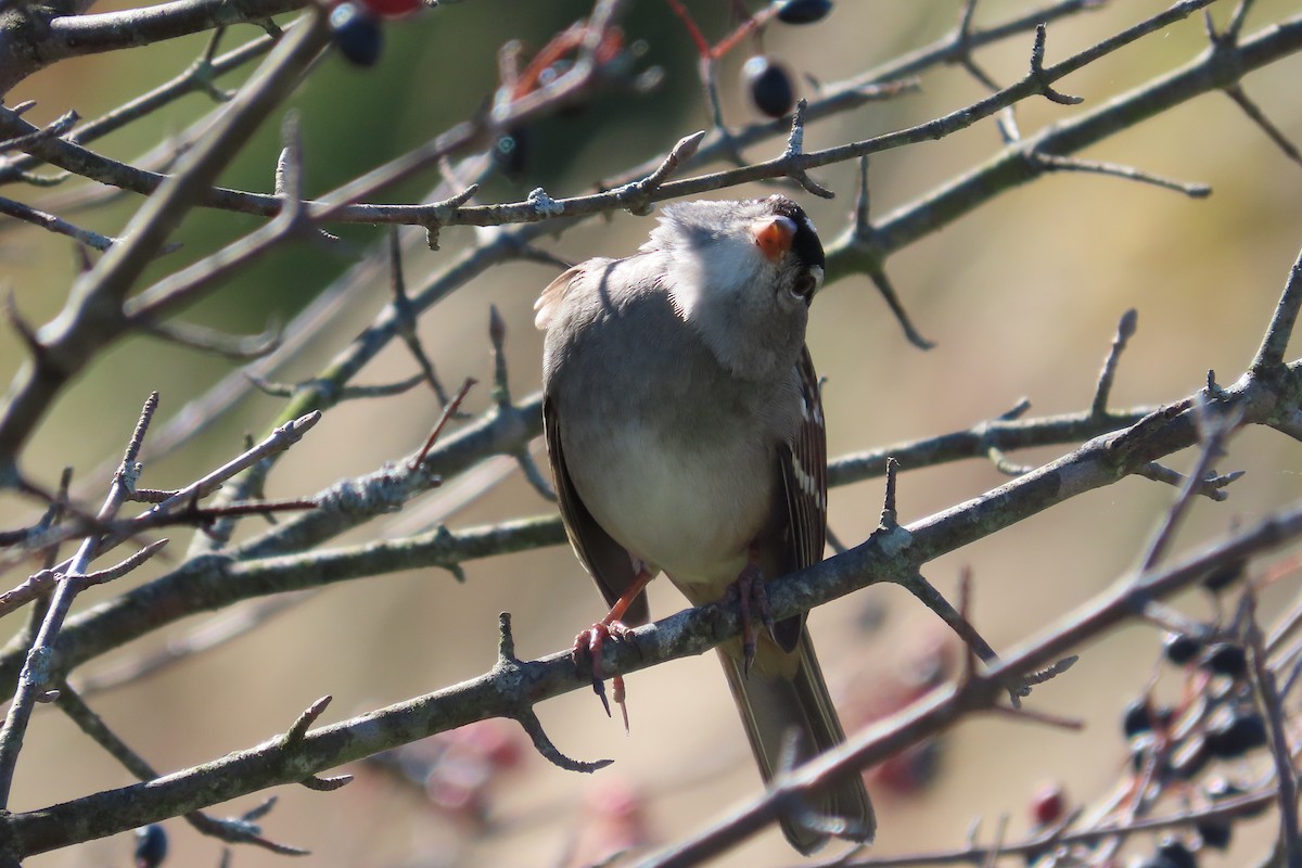 White-crowned Sparrow - ML643498178