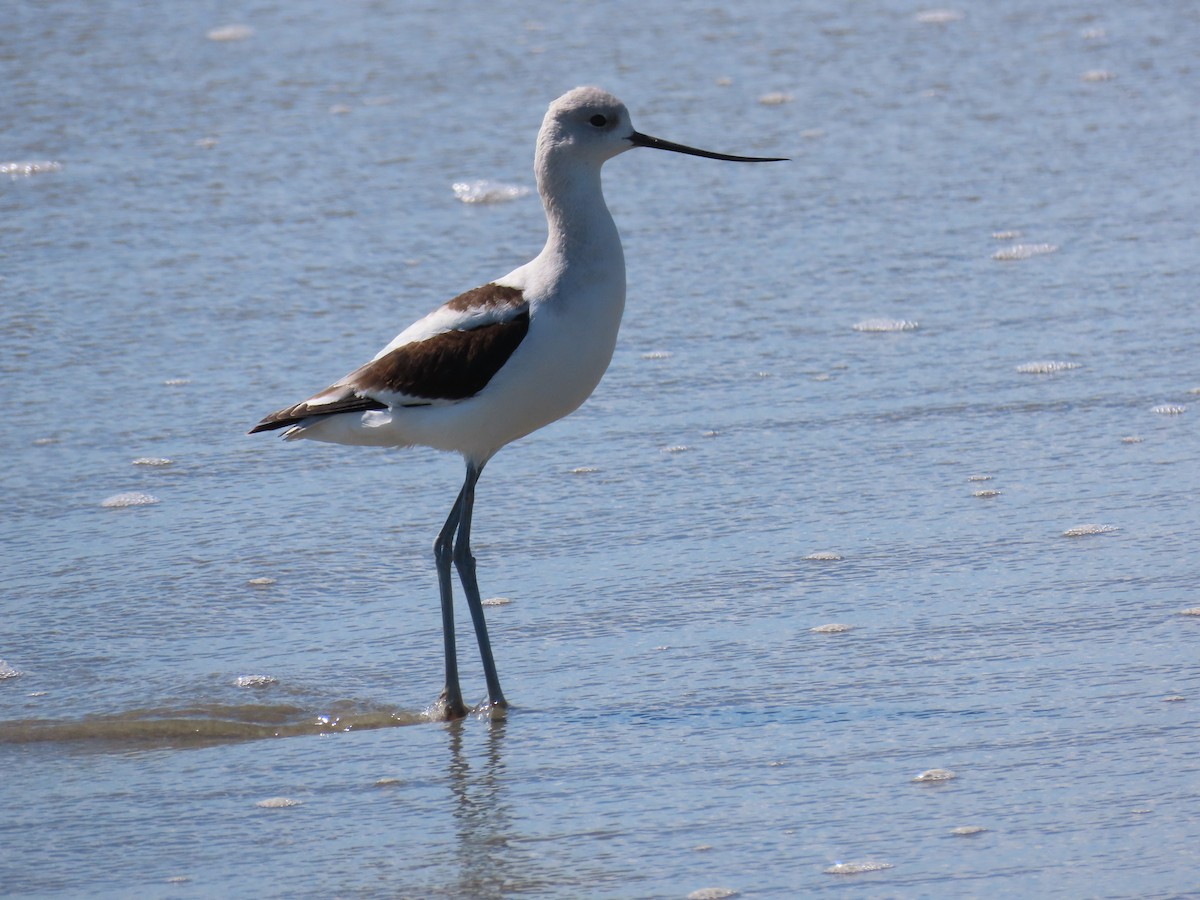American Avocet - ML643498183