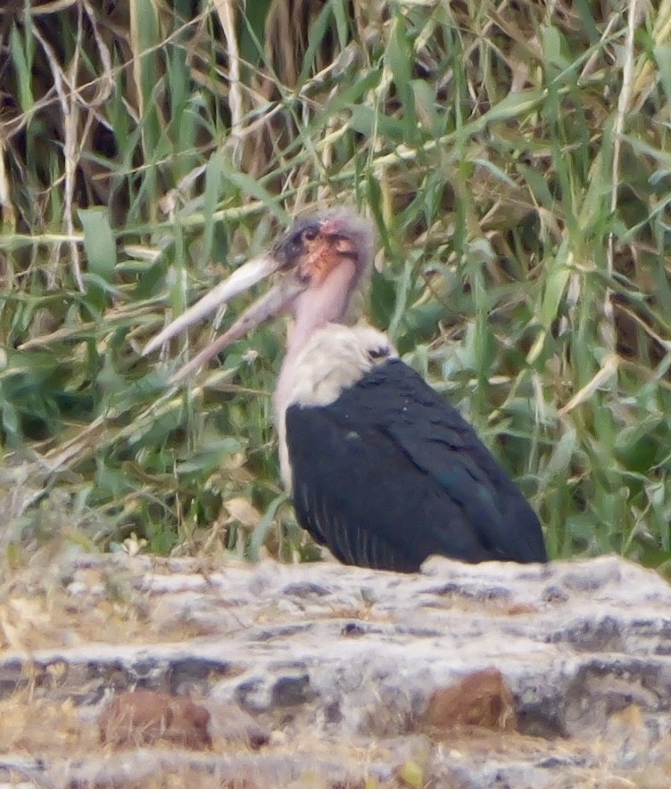 Marabu afrikarra - ML643498184