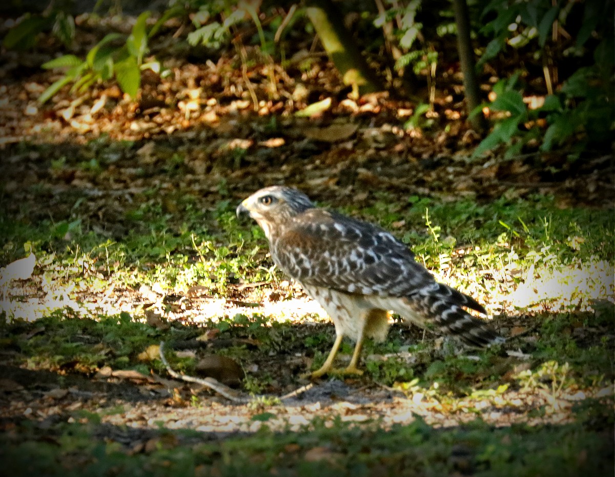 Red-shouldered Hawk - ML643498185