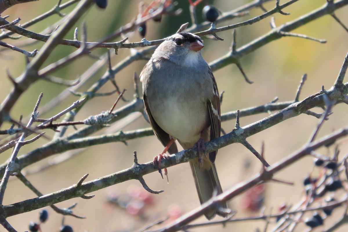 White-crowned Sparrow - ML643498186