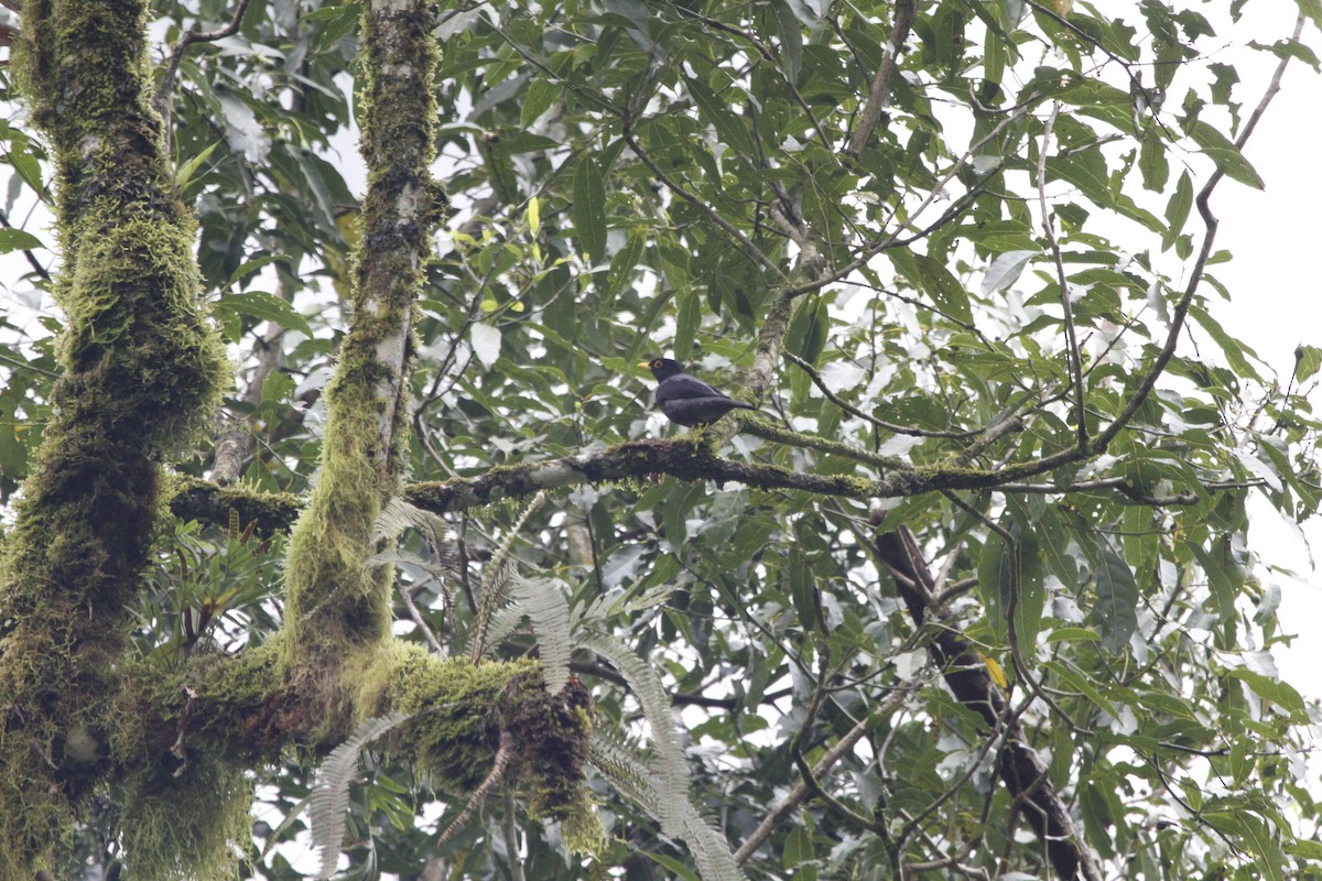 Yellow-legged Thrush - ML643498187