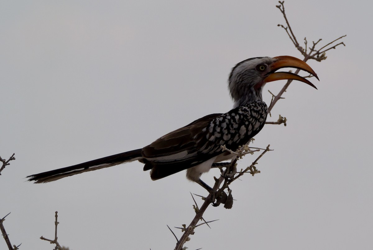 Southern Yellow-billed Hornbill - ML643498189