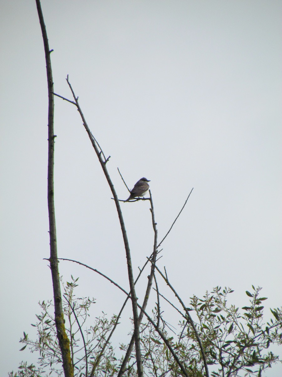 Eastern Kingbird - ML643498191