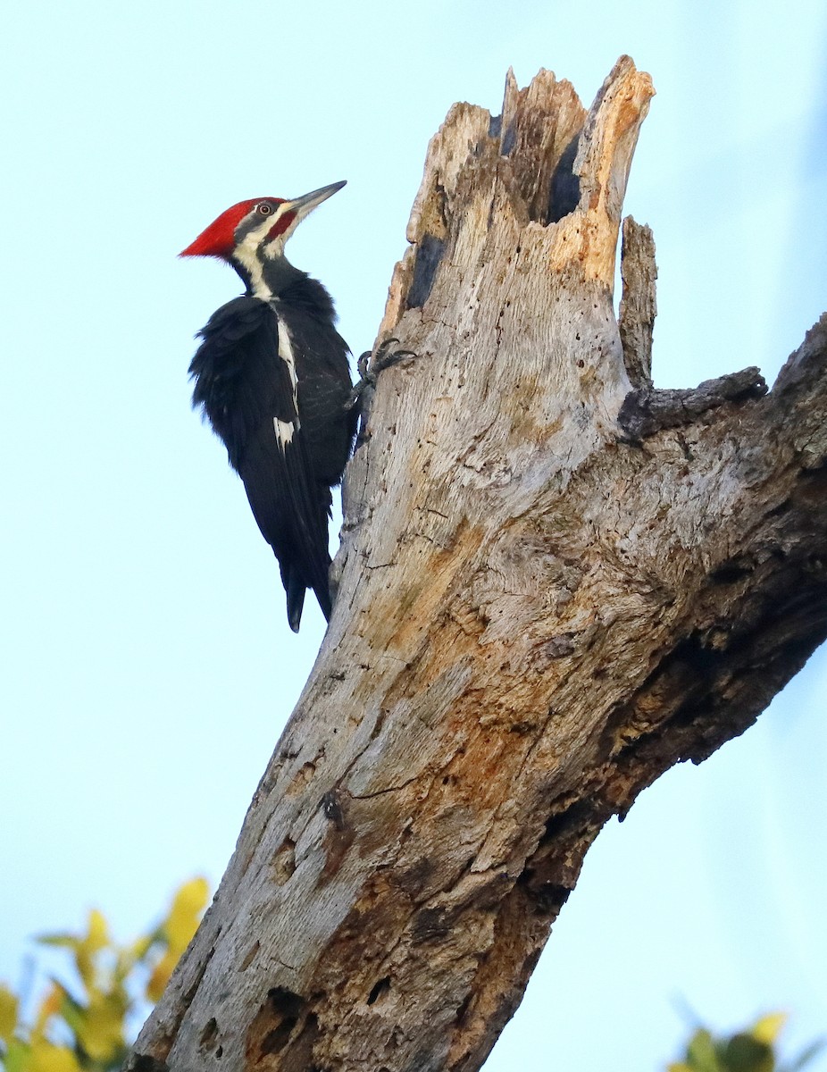 Pileated Woodpecker - ML643498193