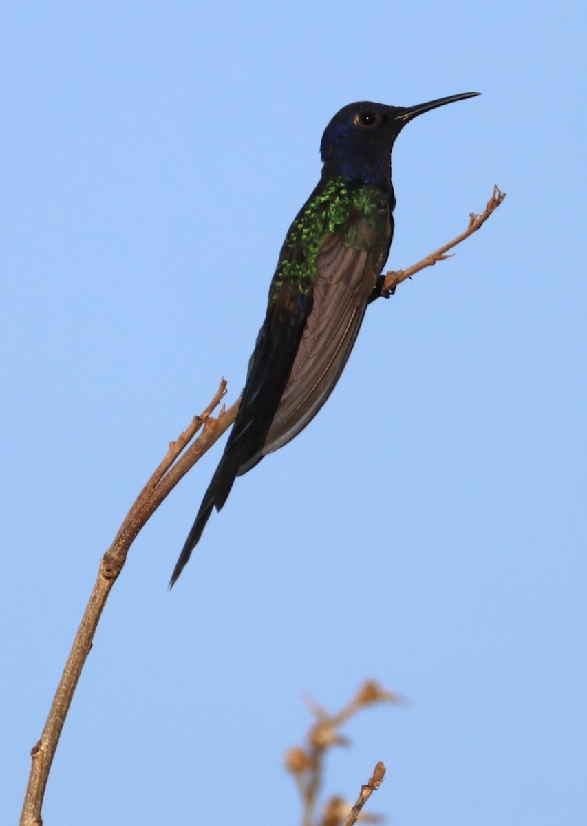 Swallow-tailed Hummingbird - ML643498197
