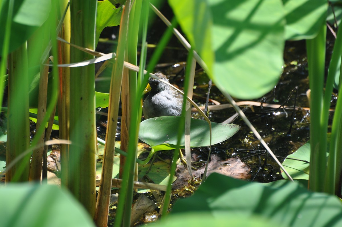 Sora uroilanda - ML643498201