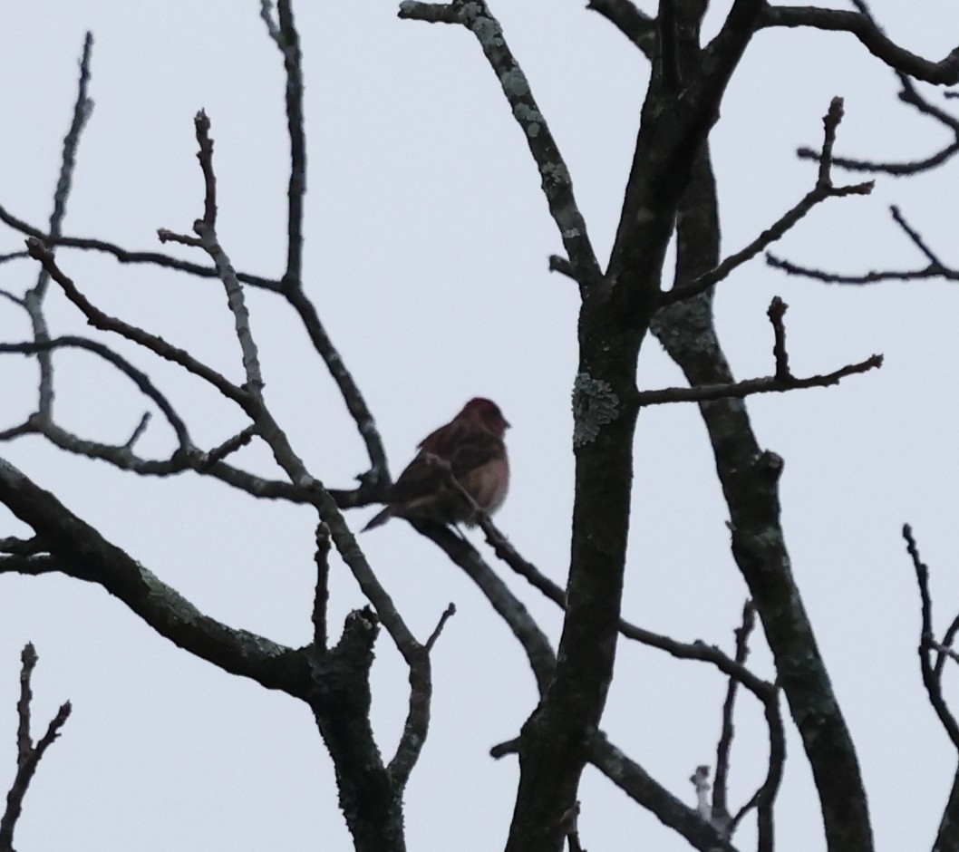 Purple Finch - ML643498208