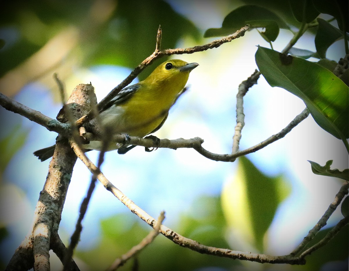 Yellow-throated Vireo - ML643498210