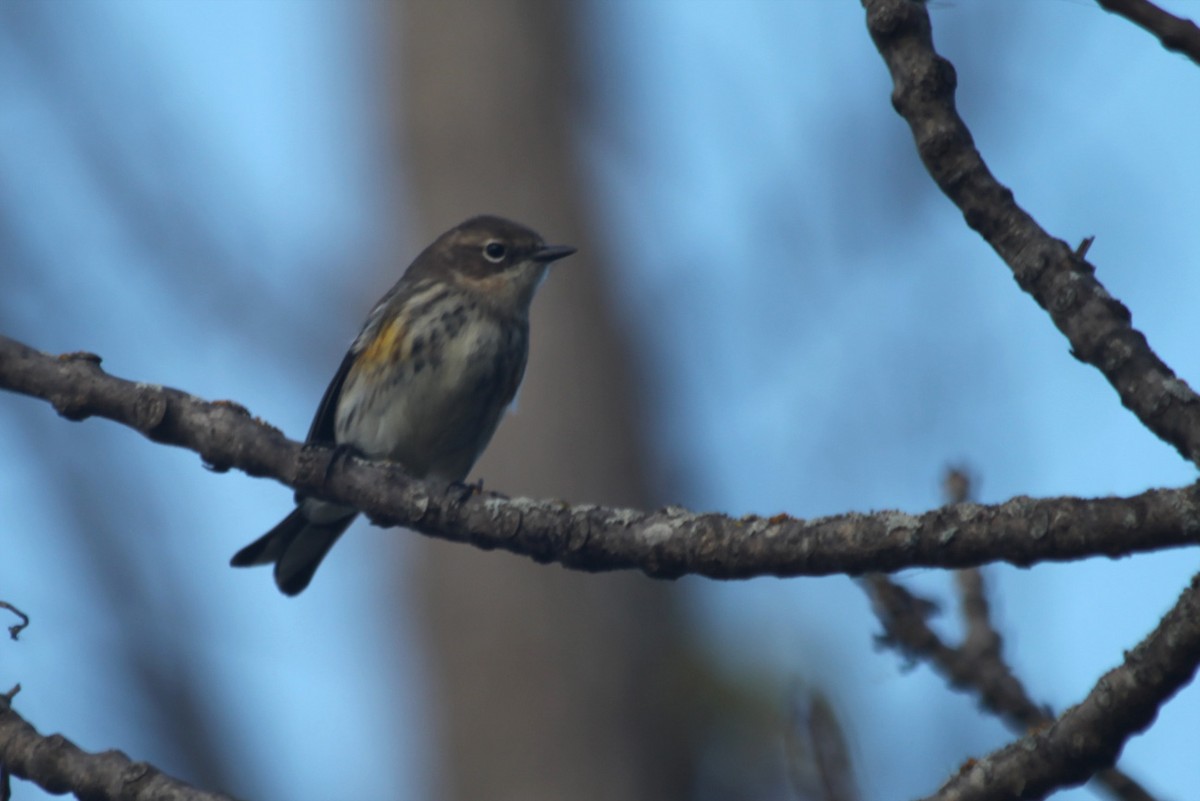 Yellow-rumped Warbler - ML643498213