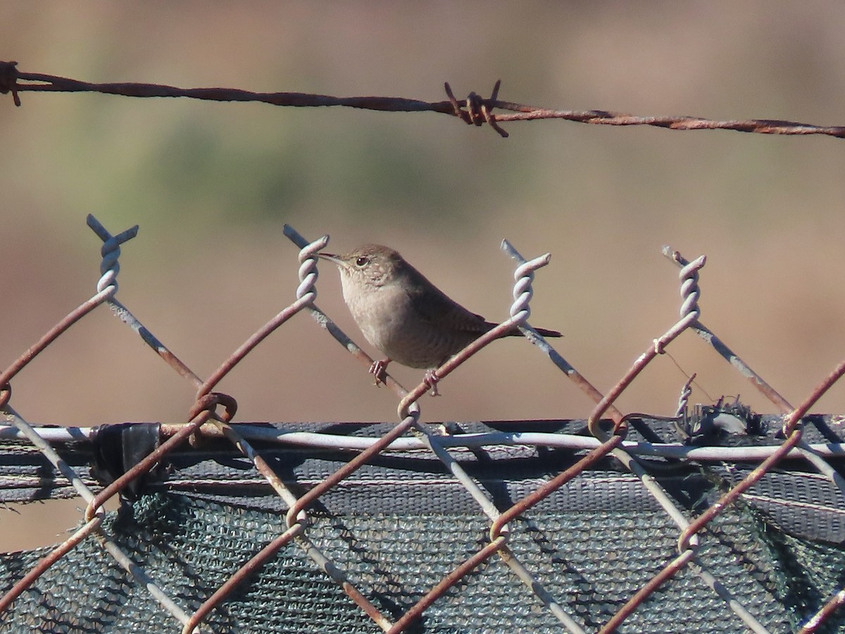 Northern House Wren - ML643498215