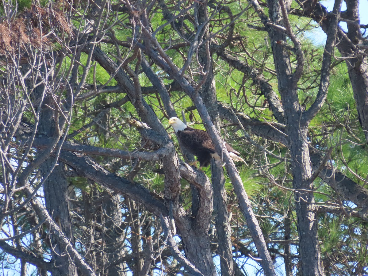 Bald Eagle - ML643498219
