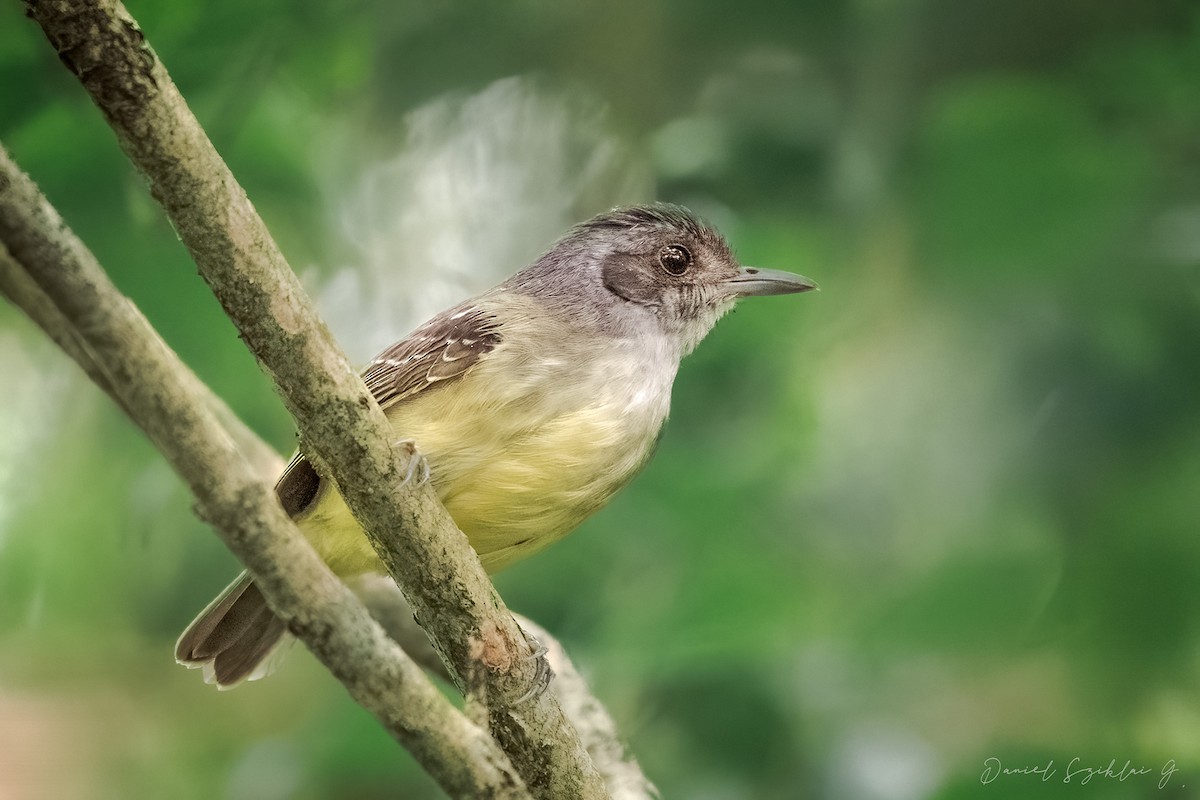 Olivgrau-Ameisenvogel - ML643498250