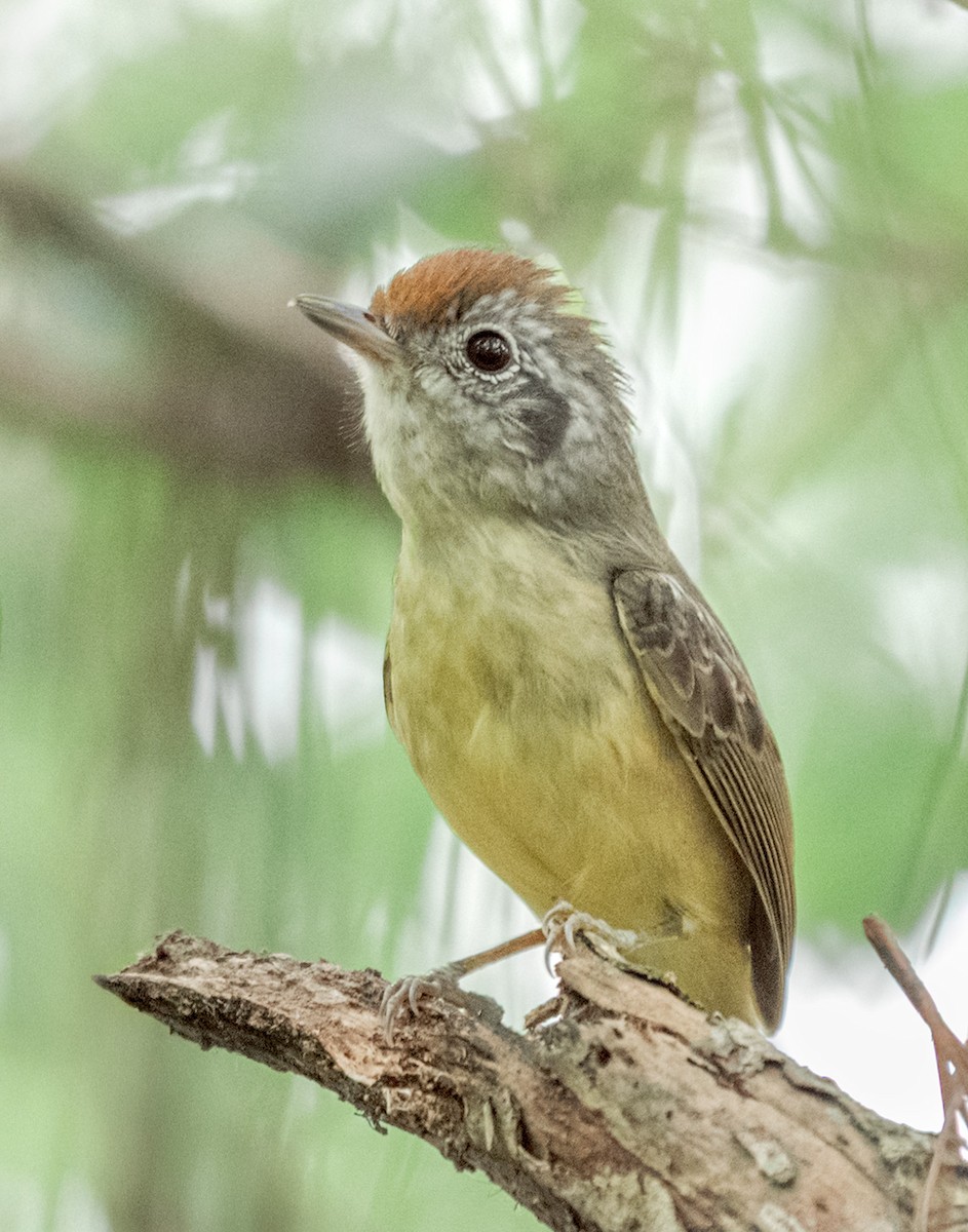 Olivgrau-Ameisenvogel - ML643498251
